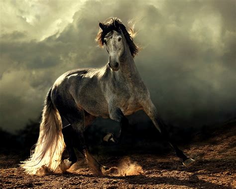 beautiful horse pictures|a picture of real horse.